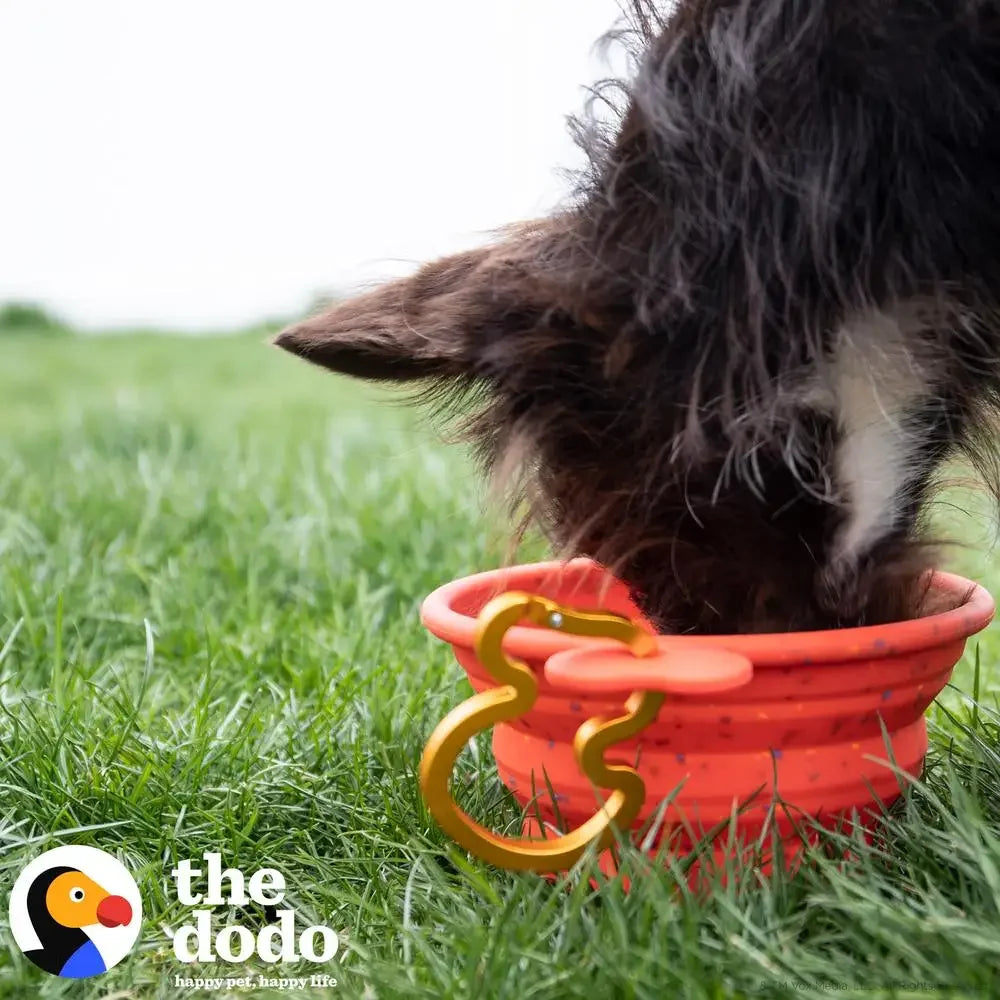 Collapsible Red Silicone Dog Bowl with Bird Carabiner Travel BPA Free Pet Food Water Dish Portable Clip On Bowl Dishwasher Safe